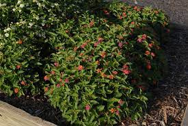 Lantana Camara Common Lantana Lantana Red Sage Shrub Verbena Yellow Sage North Carolina Extension Gardener Plant Toolbox