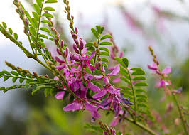 Image result for Indigofera cecilii
