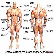 If you've been training long enough (you can flex any muscle at will) you start any back exercise by flexing the back and pulling with the back muscles first. Female Bodybuilding Fitness Benelux Posts Facebook