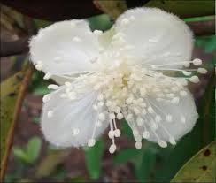 Image result for Eugenia aschersoniana