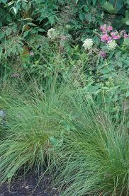 Image result for Triainolepis