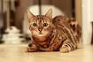 10 Most Expensive Cat Breeds In the World In 2020