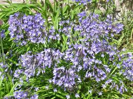 Image result for Agapanthus campanulatus