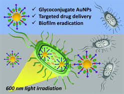 In molecular biophysics and biochemistry from yale university. A Glycoconjugate Based Gold Nanoparticle Approach For The Targeted Treatment Of Pseudomonas Aeruginosa Biofilms Nanoscale Rsc Publishing