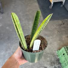 Image result for Sansevieria hallii