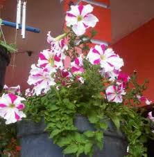 Lili paris ( chlorophytum comosum). 16 Jenis Tanaman Hias Gantung Paling Banyak Disukai