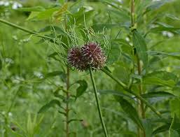 Several seeds in a pod. Hd Wallpaper Wild Onion Seed Pods Plant Edible Nature Meadow Purple Wallpaper Flare