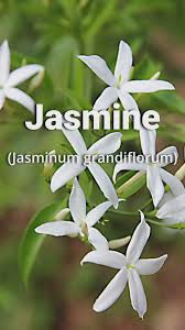 Image result for Jasminum grandiflorum
