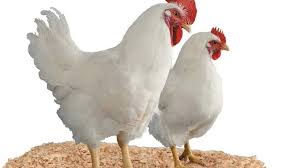 Karena itu, menurut singgih, meskipun harga ayam sudah mulai stabil atau berada di atas harga referensi pemerintah saat ini, keuntungan yang didapatkan peternak tidak terlalu tinggi. Harga Ayam Broiler Hari Ini Agustus 2020