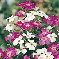 Image result for Malcolmia maritima