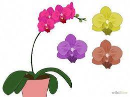 Orchids Asda Orchids Moth Orchid Orchid Drawing Orchid Flower