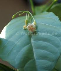 Image result for Tabernanthe