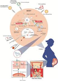 Mithal, md msci, sebastian otero, ba, elisheva d. A Reasoned Approach Towards Administering Covid 19 Vaccines To Pregnant Women Pramanick 2021 Prenatal Diagnosis Wiley Online Library