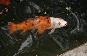 Inilah 7 Jenis Penyakit Ikan Koi Dan Cara Mudah Mengobatinya Iwak Galak
