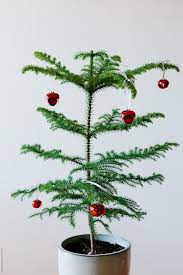 Excelsa) is a vascular plant in the ancient and now disjointly distributed conifer family araucariaceae.as its vernacular name norfolk island pine (or norfolk pine) implies, the tree is endemic to norfolk island, an external territory of australia located in the pacific ocean between new zealand and new caledonia, but is also cultivated elsewhere as an. Norfolk Island Pine Tree In A Pot Sparsely Decorated With Red Christmas Baubles By Jacqui Miller Minimalist Christmas Tree