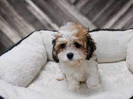 Yorkie, cavalier king charles, maltese, bichon, cavachon, teddy bear shichon. Teddy Bear Dog Female Sable White 2379218 Petland Racine Wi
