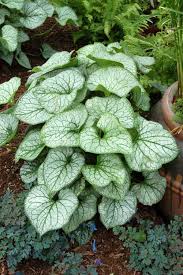 We did not find results for: Brunnera Macrophylla Jack Frost Dry Shade Plants Ground Cover Plants Plants Uk