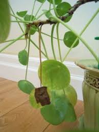 If your pilea peperomioides is letting its leaves droop, something is going on. Black Leaves On Pilea Peperomioides Toronto Master Gardeners