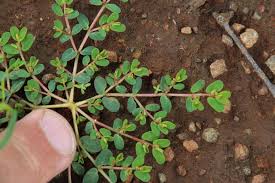 Image result for Euphorbia inaequilatera