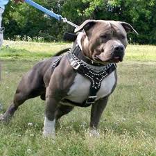 Black And White Pitbull Dog Price Pin By Jmtricks On Pitbull Terrier Pitbull Puppies Pitbull Dog Dog Care