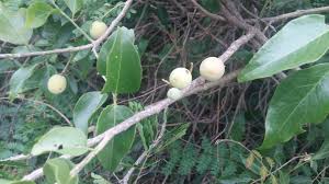 Image result for Opilia amentacea