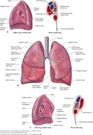 If you have a lung injury or illness, your doctor may tell you you need to have lung surgery as part of your treatment. Anatomy Of Lungs Anatomy Drawing Diagram
