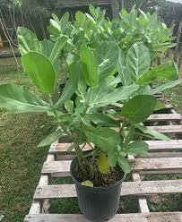 Image result for Calotropis gigantea
