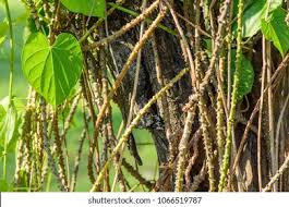 Image result for Tinospora