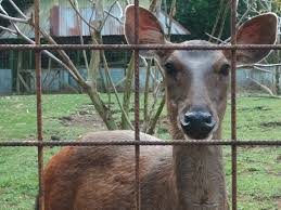 Jika anda menjawab iya, pastinya akan ada beberapa pertanyaan seperti dibawah ini. Medan Zoo Tempat Yang Cocok Untuk Wisata Keluarga