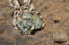 Image result for Kalanchoe hametiorum