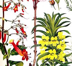 Image result for Scrophulariaceae