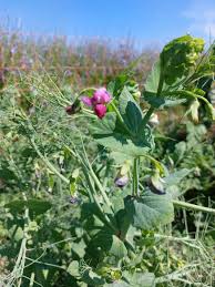 Image result for Pisum sativum