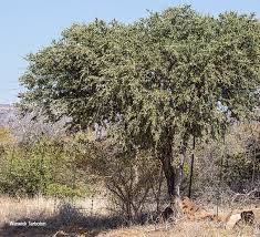 Image result for Boscia albitrunca