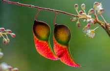 Image result for Pterolobium