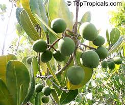 Image result for Garcinia punctata