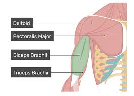 This is a table of muscles of the human anatomy. Biceps Brachii Attachments Action Innervation