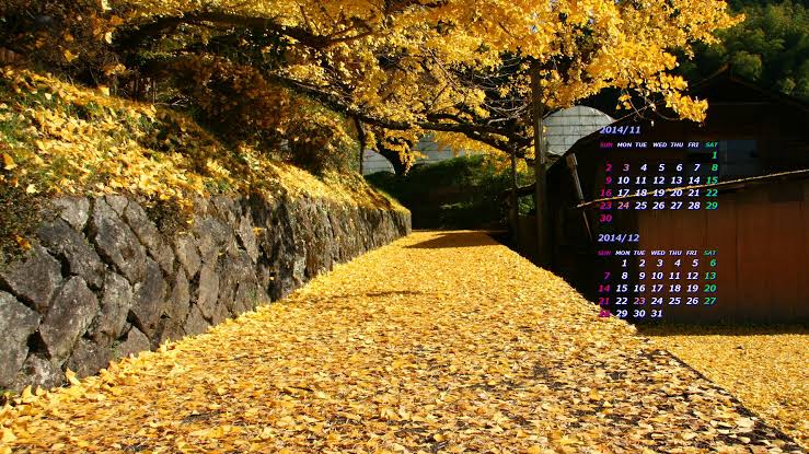 「銀杏の樹 無料画像」の画像検索結果"
