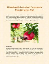 Chicken, ghormas, and refreshment bars. 4 Unbelievable Facts About Pomegranate Trees To Produce Fruit