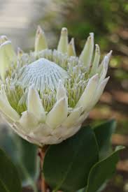 White King Protea Protea Flower Unusual Flowers Australian Native Flowers