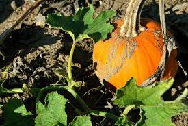 Passionate pumpkin grower shares clever tips on how to grow pumpkins the easy way. How To Grow Your Own Pumpkins