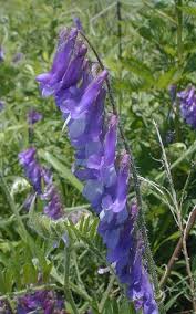 Image result for Vicia villosa