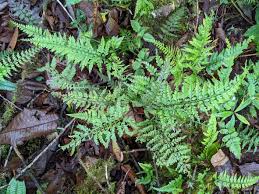 Image result for Asplenium