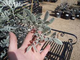 Whether growing the silver variety or the traditional green, you're sure to fall in love with texas mountain laurel, as undemanding as they come and showy to boot. Plantfiles Pictures Sophora Texas Mountain Laurel Silver Peso Sophora Secundiflora By Wingnut