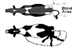 Deamidated gliadin peptide antibody test provides additional diagnostic benefit. Bovine Flashcards Quizlet