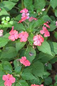 Image result for Impatiens wallerana
