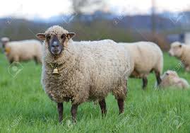 Gray Long Haired Sheep With Copper Bell In Herd On Pasture Long Hair Styles Sheep Herding