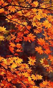 31 Beautiful Autumn Wallpapers Autumnwallpaper Beautiful Autumn Wallpapers9 Autumn Phone Wallpaper Autumn Scenery Autumn Scenes