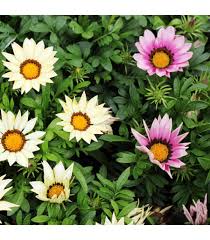 Image result for foto Gazánie