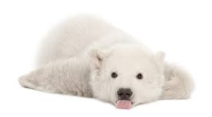 Image result for polar bear clear background