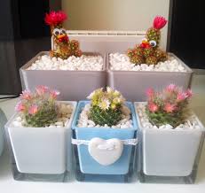 General tips for caring for cactus plants. Gardening Hacks Basic Tips In Growing Cacti Indoors Steemit